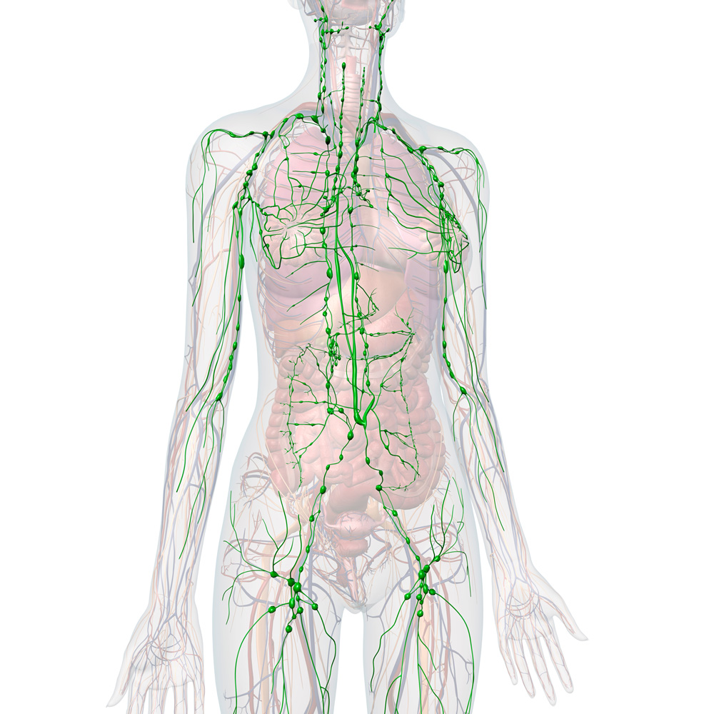 Lymphbahnen - So funktioniert eine Lymphdrainage